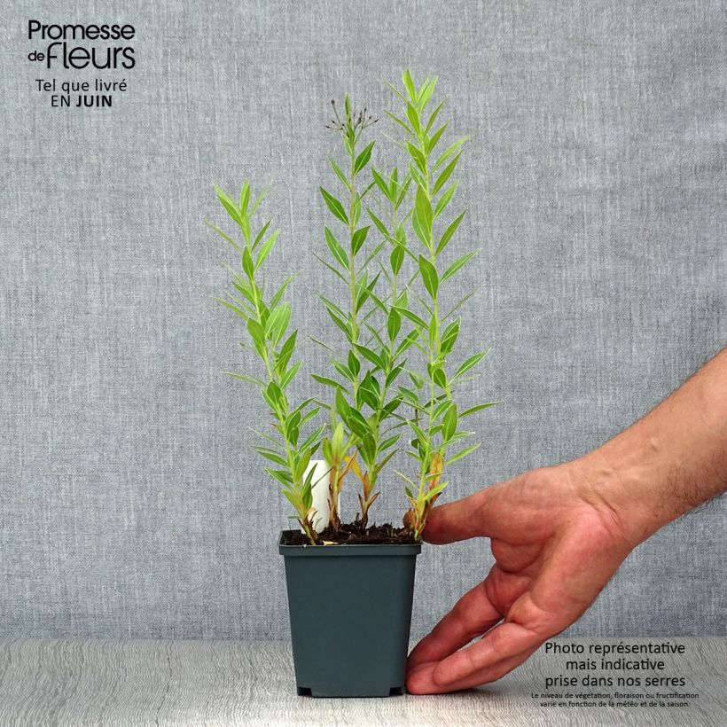 Exemplar von Amsonia orientalis - Amsonie Kleine Töpfe von 8/9 cm wie im Sommer geliefert