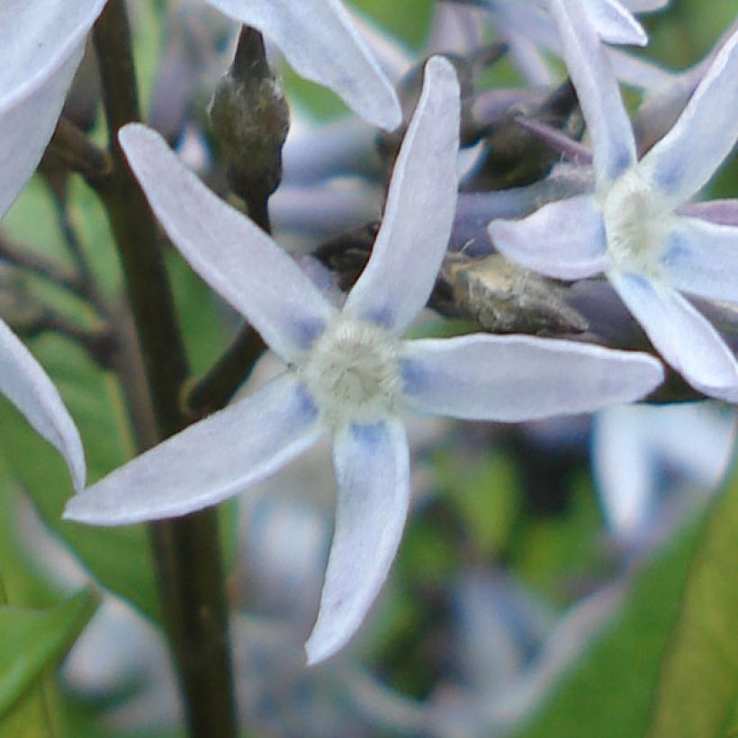 Amsonia tabernaemontana var. salicifolia - Amsonie (Blüte)