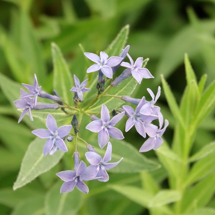 Amsonia tabernaemontana var. salicifolia - Amsonie (Blüte)