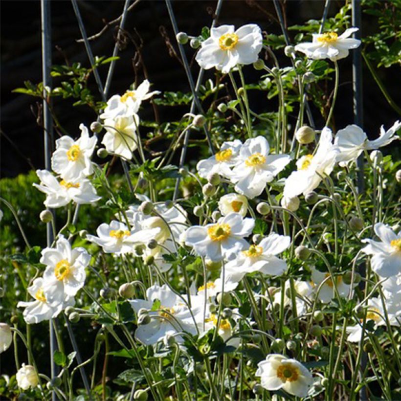 Anemone Slot der Nisse - Japan-Herbst-Anemone (Blüte)