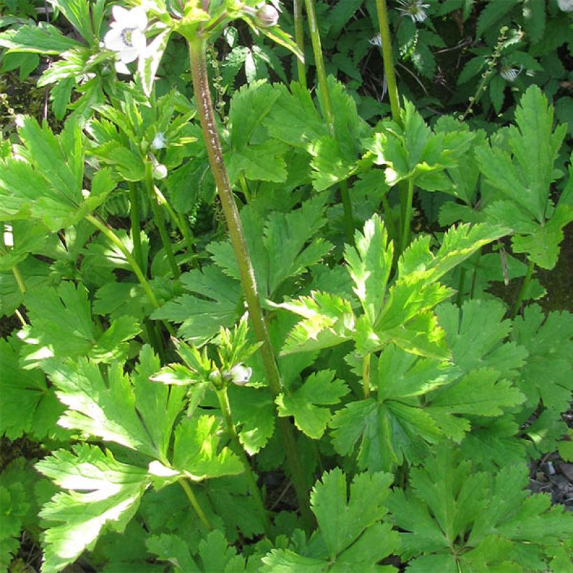 Anemone leveillei - Chinesisches Sommer-Windröschen (Laub)