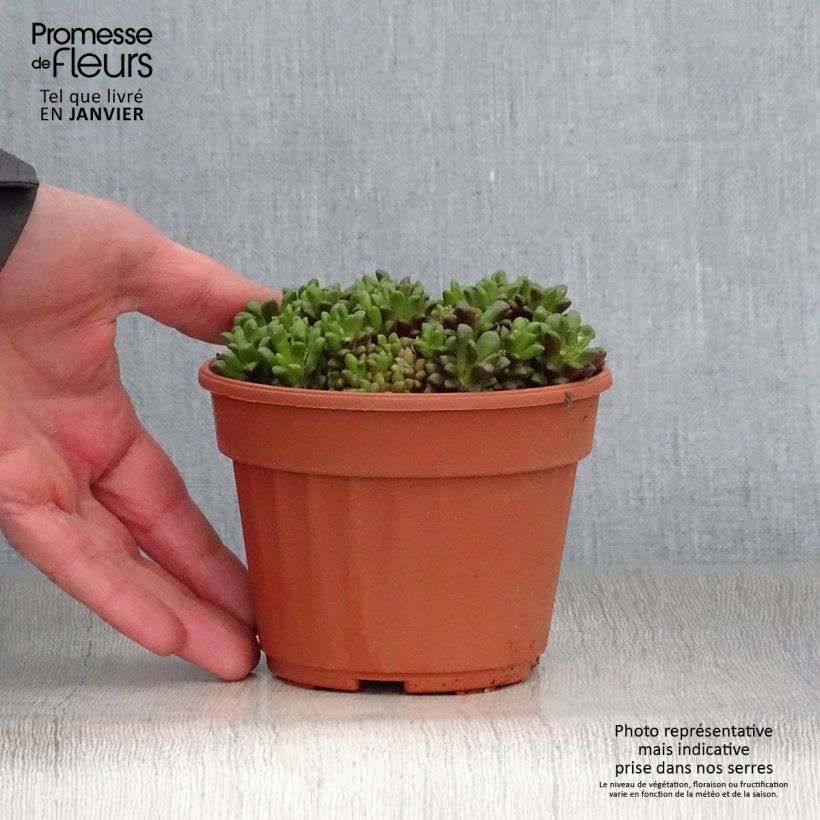 Exemplar von Anacampseros filamentosa - Liebesröschen Topf 12 cm / 13 cm wie im Winter geliefert