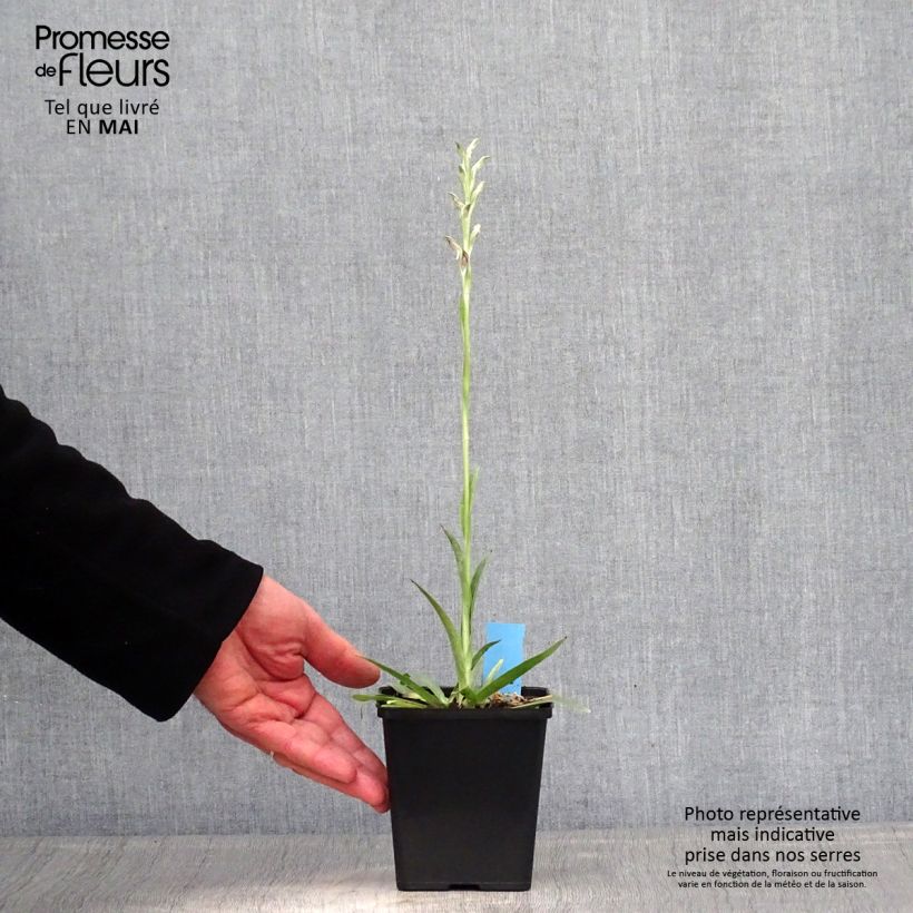 Exemplar von Anacamptis sancta - Heiliges Knabenkraut Topf mit 1,5L/2L wie im Frühjahr geliefert