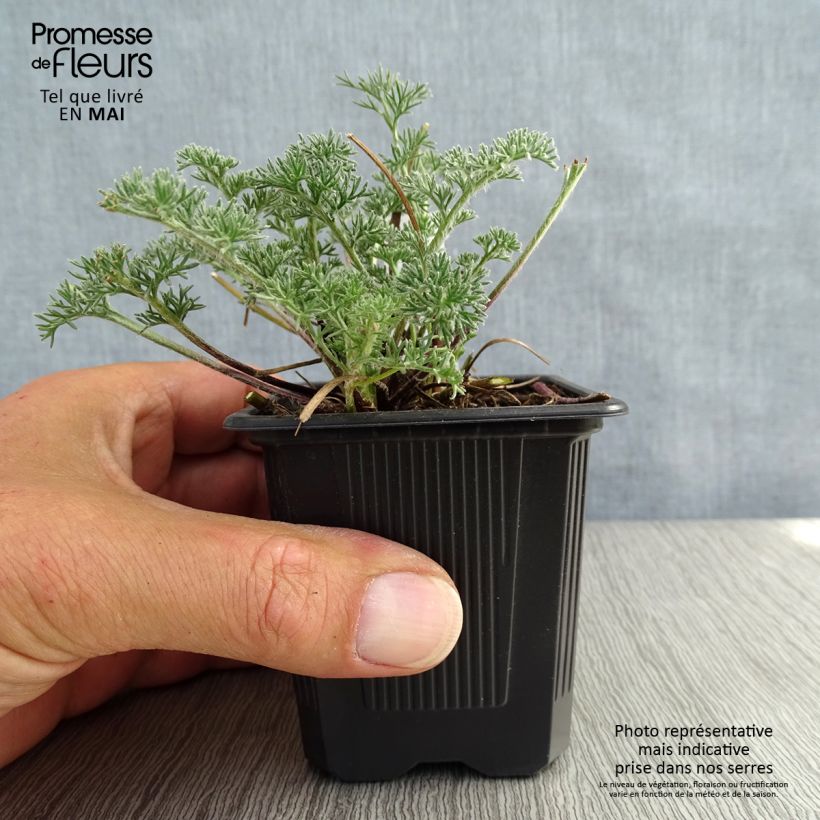 Exemplar von Anacyclus pyrethrum var. depressus - Kreisblume Kleine Töpfe von 8/9 cm wie im Frühjahr geliefert