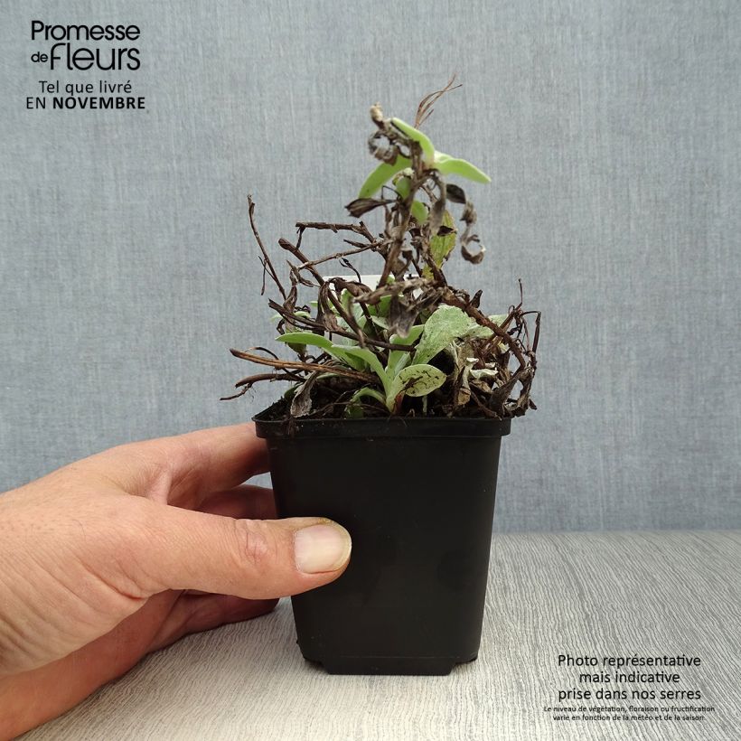 Exemplar von Anaphalis triplinervis - Himalaya-Perlkörbchen Kleine Töpfe von 8/9 cm wie im Herbst geliefert