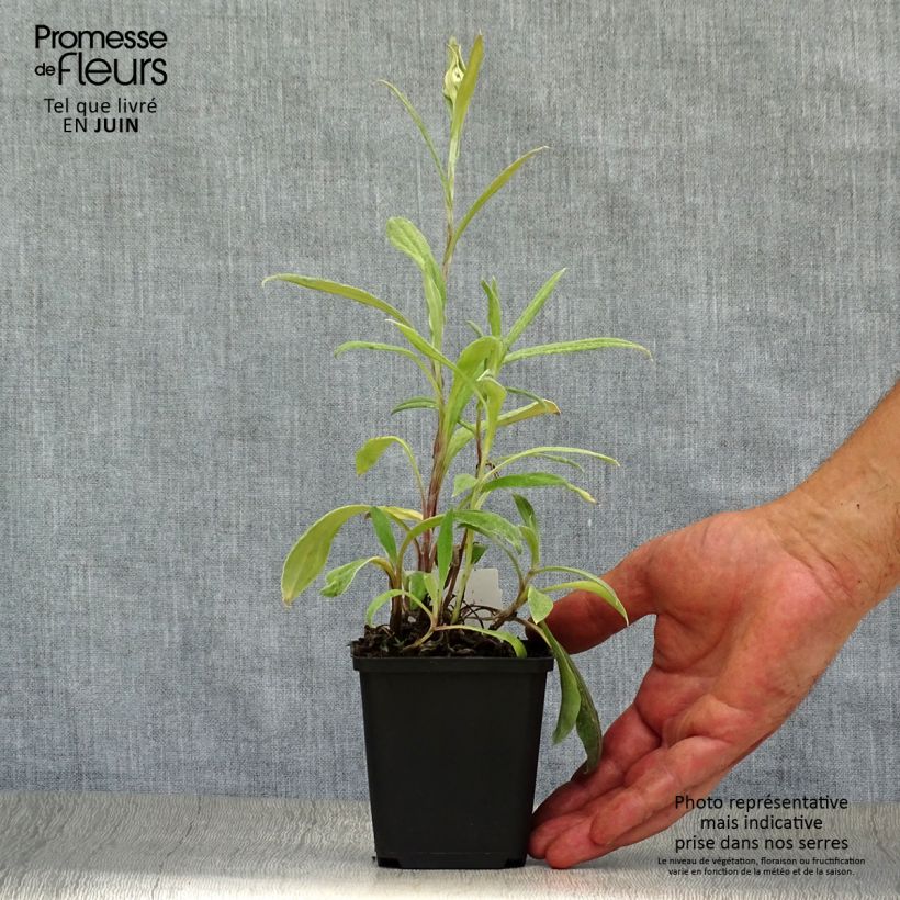 Exemplar von Anaphalis triplinervis - Himalaya-Perlkörbchen Kleine Töpfe von 8/9 cm wie im Sommer geliefert