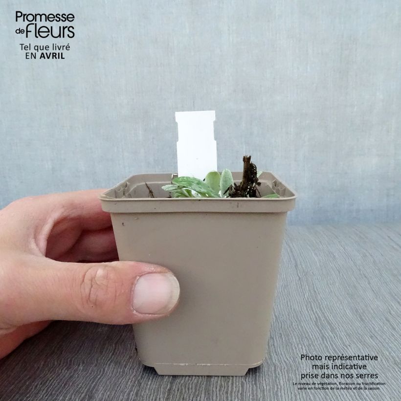 Exemplar von Anaphalis triplinervis Sommerschnee - Himalaya-Perlkörbchen Kleine Töpfe von 8/9 cm wie im Frühjahr geliefert