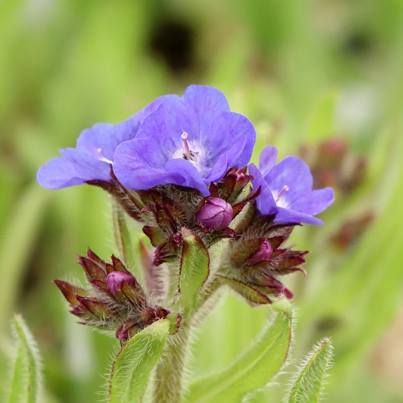 Anchusa azurea Loddon Royalist - Italienische Ochsenzunge (Blüte)