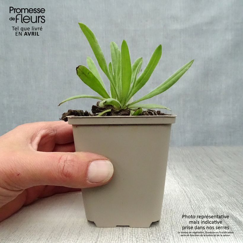 Exemplar von Anchusa azurea Loddon Royalist - Italienische Ochsenzunge Kleine Töpfe von 8/9 cm wie im Frühjahr geliefert