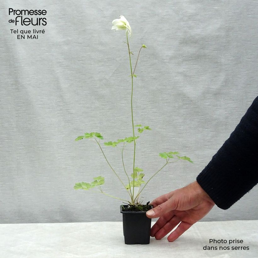 Exemplar von Aquilegia caerulea Kristall - Garten-Akelei Kleine Töpfe von 8/9 cm wie im Frühjahr geliefert