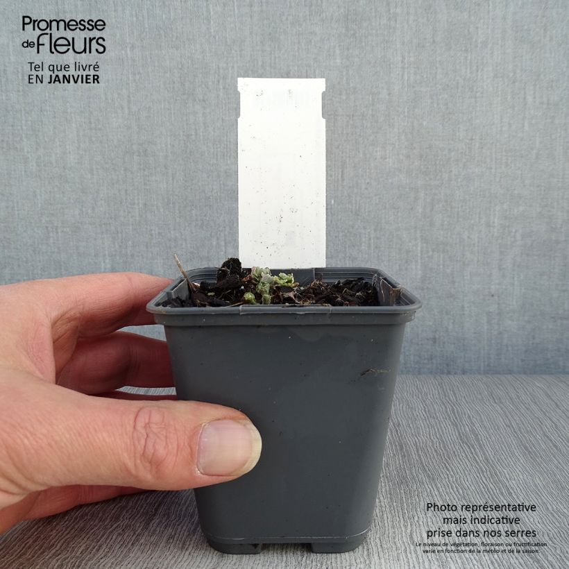 Exemplar von Aquilegia sibirica - Sibirische Akelei Kleine Töpfe von 8/9 cm wie im Winter geliefert