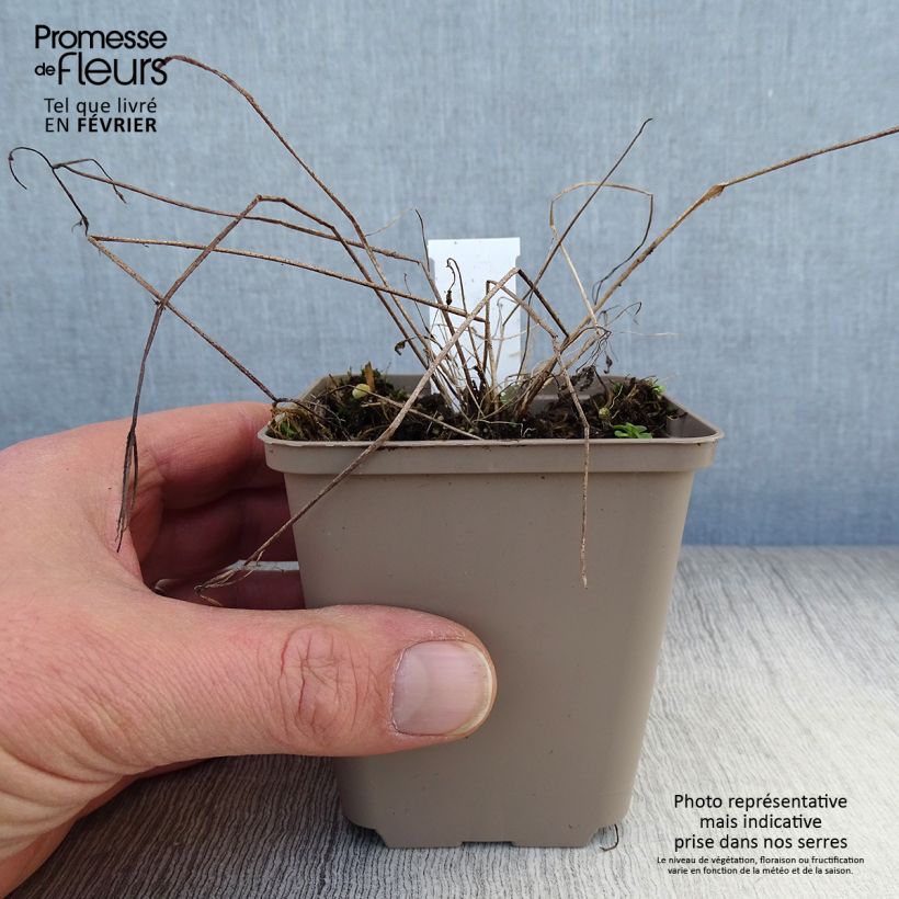 Exemplar von Aquilegia vulgaris - Gemeine Akelei Kleine Töpfe von 8/9 cm wie im Winter geliefert