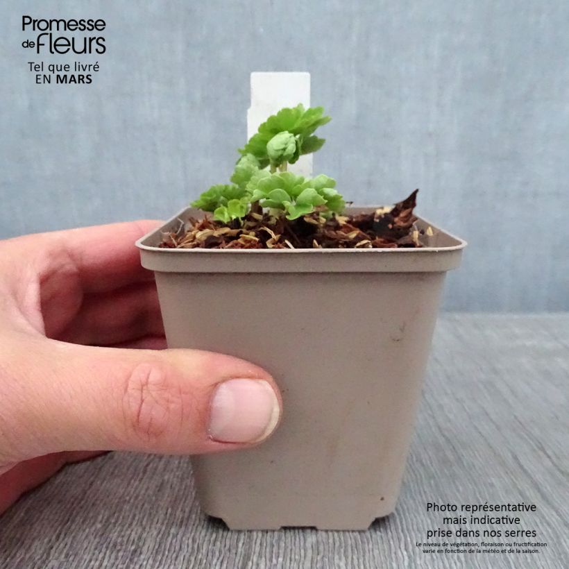 Exemplar von Aquilegia vulgaris var.nivea Munstead White - Garten-Akelei Kleine Töpfe von 8/9 cm wie im Winter geliefert