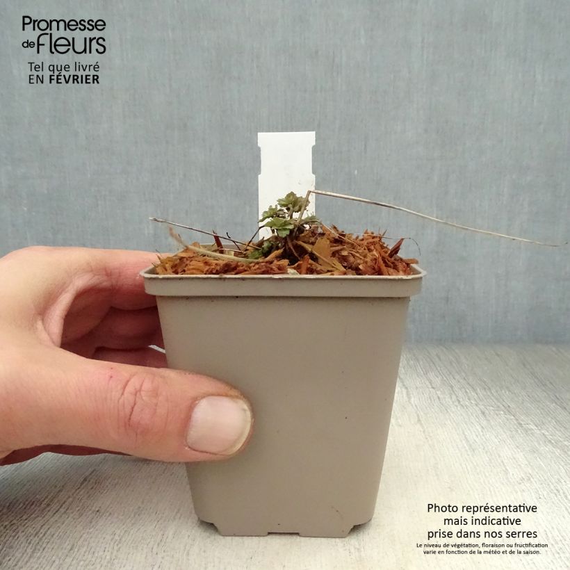 Exemplar von Aquilegia Blue Star - Garten-Akelei Kleine Töpfe von 7/8 cm wie im Winter geliefert