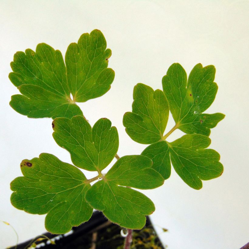 Aquilegia Clementine Blue - Garten-Akelei (Laub)