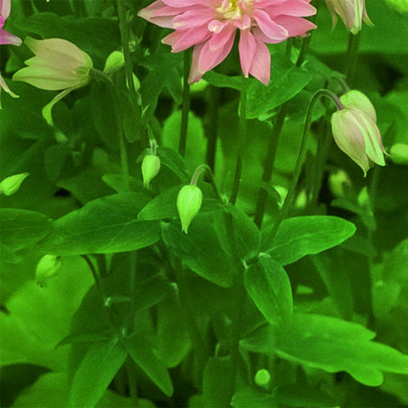 Aquilegia vulgaris clematiflora Clementine Salmon Rose - Garten-Akelei (Laub)