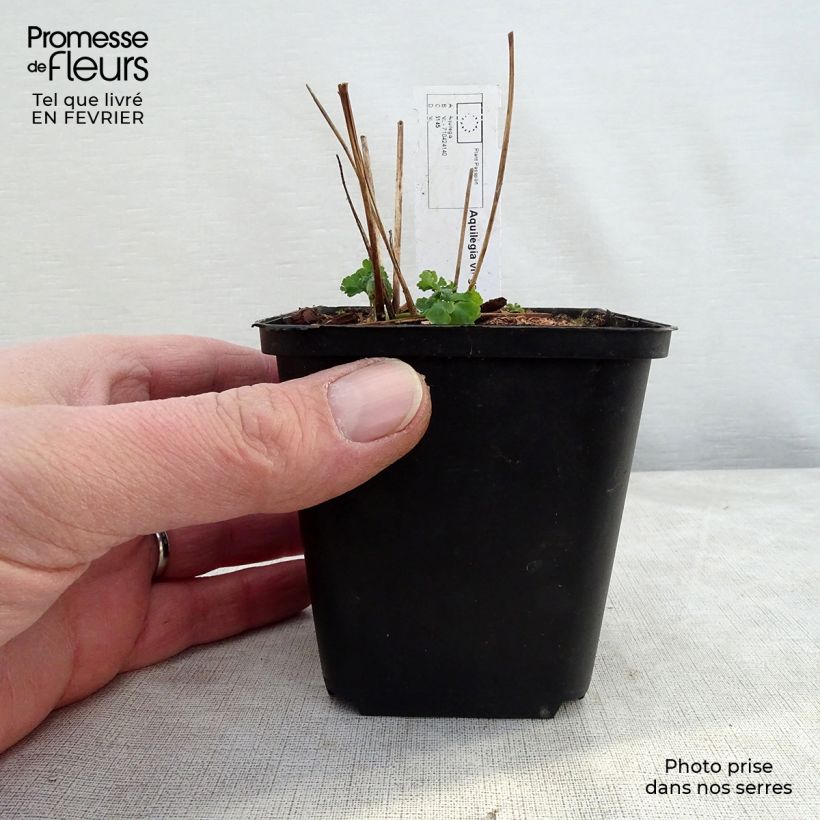 Exemplar von Aquilegia Clementine White - Garten-Akelei Kleine Töpfe von 8/9 cm wie im Winter geliefert