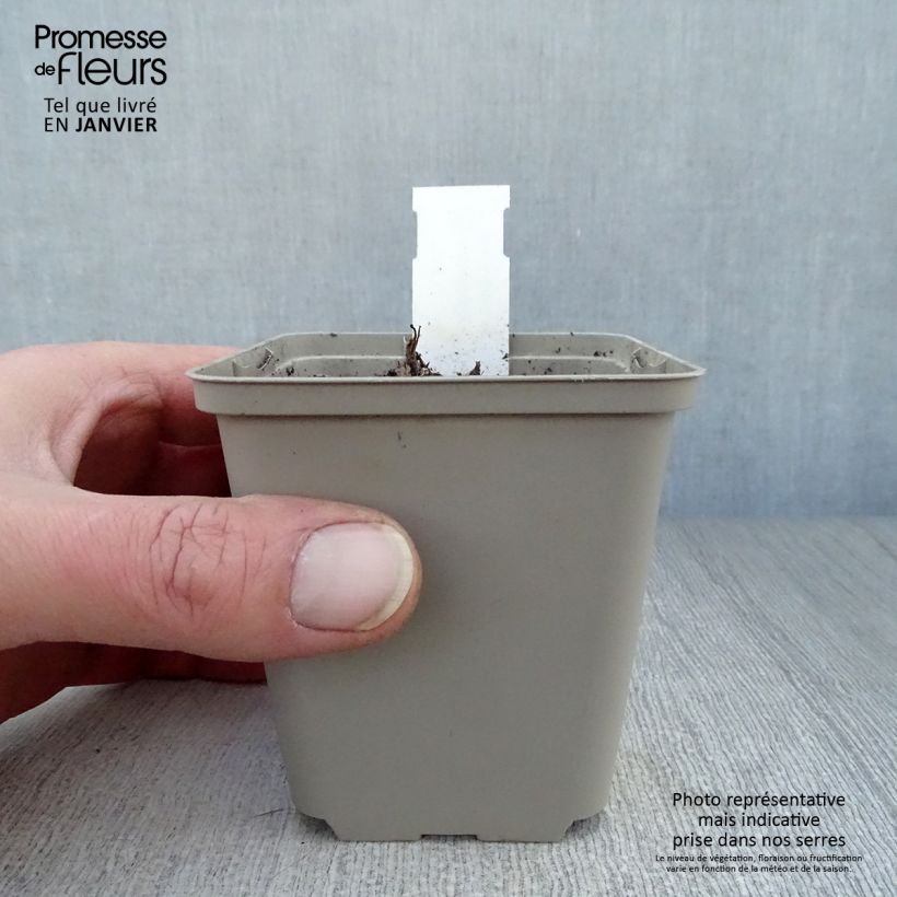 Exemplar von Aquilegia Blue Barlow - Garten-Akelei Kleine Töpfe von 8/9 cm wie im Winter geliefert