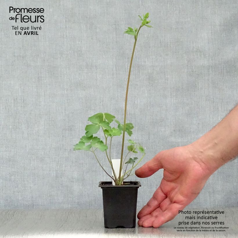 Exemplar von Aquilegia William Guiness - Kurzspornige Akelei Kleine Töpfe von 8/9 cm wie im Frühjahr geliefert