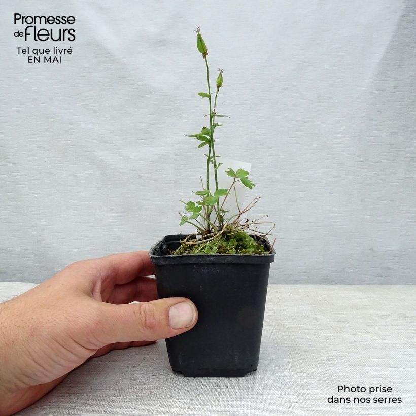 Exemplar von Aquilegia Winky Red White - Kurzspornige Akelei Kleine Töpfe von 8/9 cm wie im Frühjahr geliefert