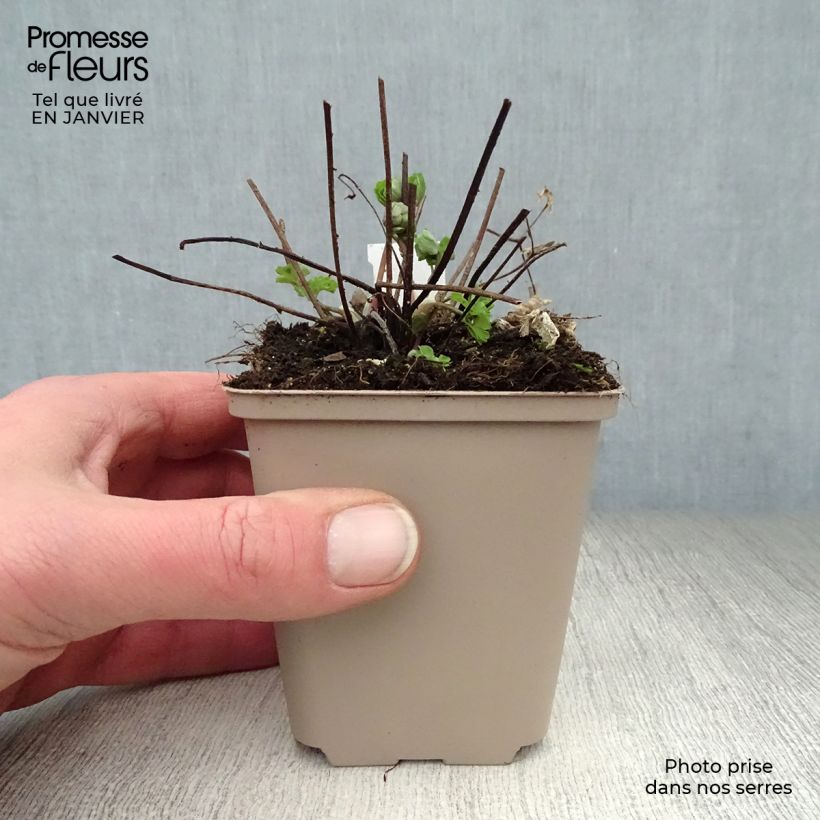 Exemplar von Aquilegia Winky Double Rose White - Garten-Akelei Kleine Töpfe von 8/9 cm wie im Winter geliefert