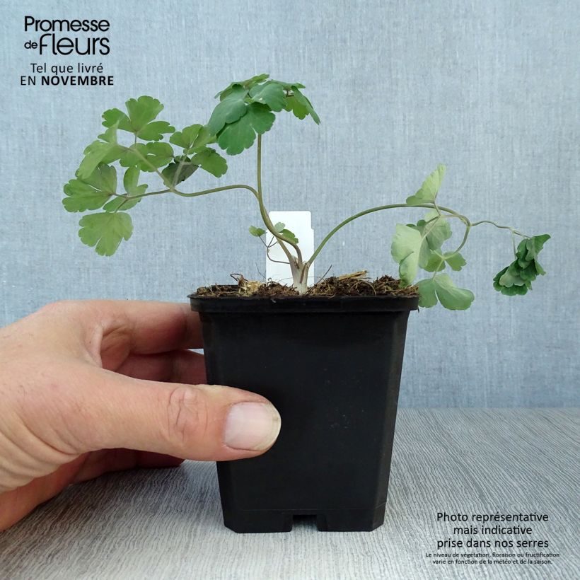 Exemplar von Aquilegia alpina - Alpen-Akelei Kleine Töpfe von 8/9 cm wie im Herbst geliefert