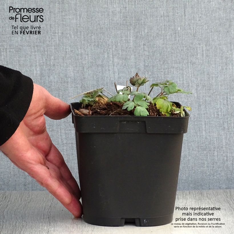 Exemplar von Aquilegia alpina - Alpen-Akelei Topf mit 2L/3L wie im Winter geliefert