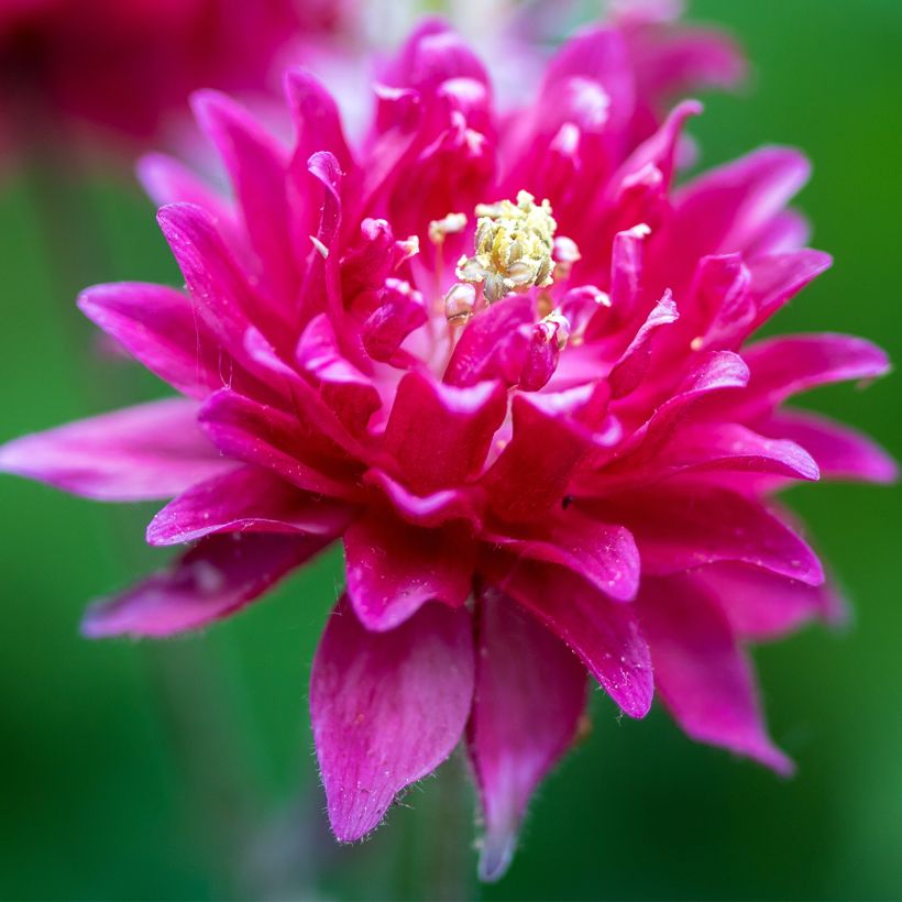 Aquilegia Clementine Red - Garten-Akelei (Blüte)