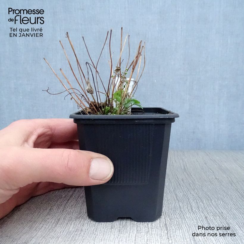 Exemplar von Aquilegia canadensis - Kanadische Akelei Kleine Töpfe von 8/9 cm wie im Winter geliefert