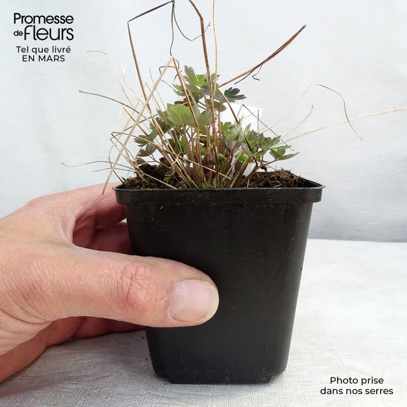 Exemplar von Aquilegia canadensis Little Lanterns - Kanadische Akelei Kleine Töpfe von 8/9 cm wie im Frühjahr geliefert