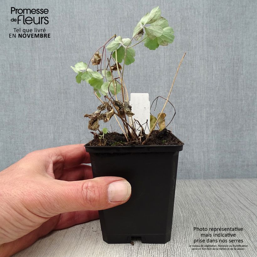 Exemplar von Aquilegia vulgaris var. stellata Black Barlow - Garten-Akelei Kleine Töpfe von 8/9 cm wie im Herbst geliefert
