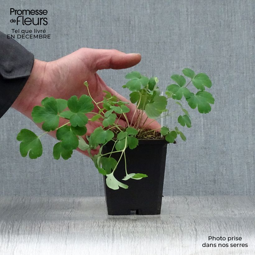 Exemplar von Aquilegia vulgaris var. stellata Black Barlow - Garten-Akelei Kleine Töpfe von 8/9 cm wie im Winter geliefert