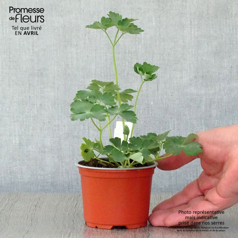 Exemplar von Aquilegia Nora Barlow - Gefüllte Akelei Kleine Töpfe von 8/9 cm wie im Frühjahr geliefert