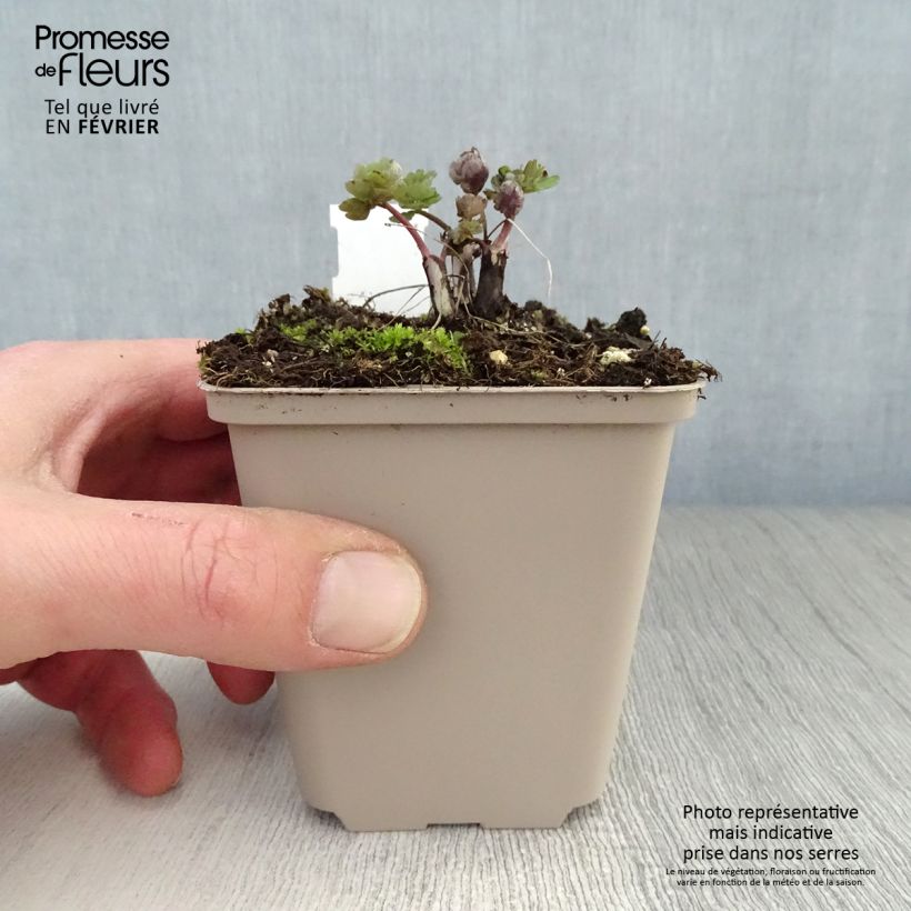 Exemplar von Aquilegia vulgaris var. stellata Rose Barlow - Garten-Akelei Kleine Töpfe von 8/9 cm wie im Winter geliefert