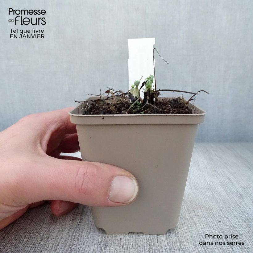 Exemplar von Aquilegia vulgaris var. stellata White Barlow - Garten-Akelei Kleine Töpfe von 8/9 cm wie im Winter geliefert