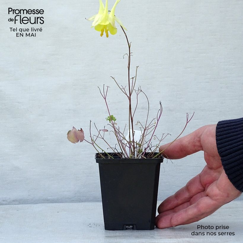 Exemplar von Aquilegia chrysantha Yellow Queen - Langspornige Akelei Kleine Töpfe von 8/9 cm wie im Frühjahr geliefert