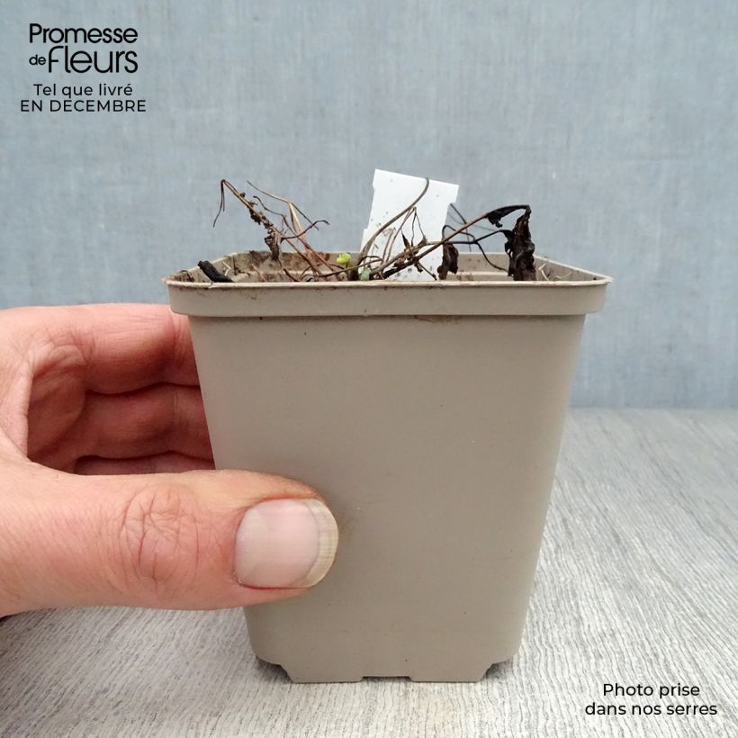 Exemplar von Aquilegia flabellata Ministar - Zwerg-Akelei Kleine Töpfe von 8/9 cm wie im Winter geliefert