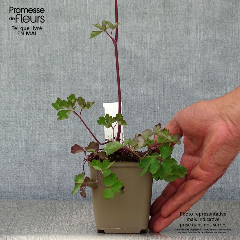 Exemplar von Aquilegia Ruby Port - Gefüllte Akelei Kleine Töpfe von 8/9 cm wie im Frühjahr geliefert