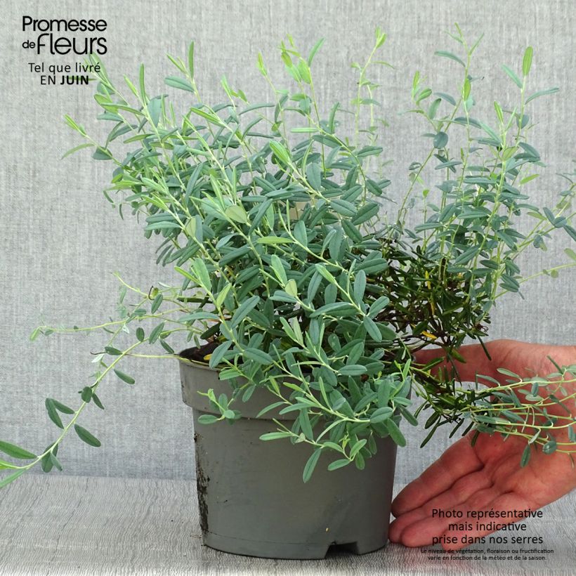 Exemplar von Andromeda polifolia Blue Ice - Sumpfrosmarin Topf mit 2L/3L wie im Sommer geliefert