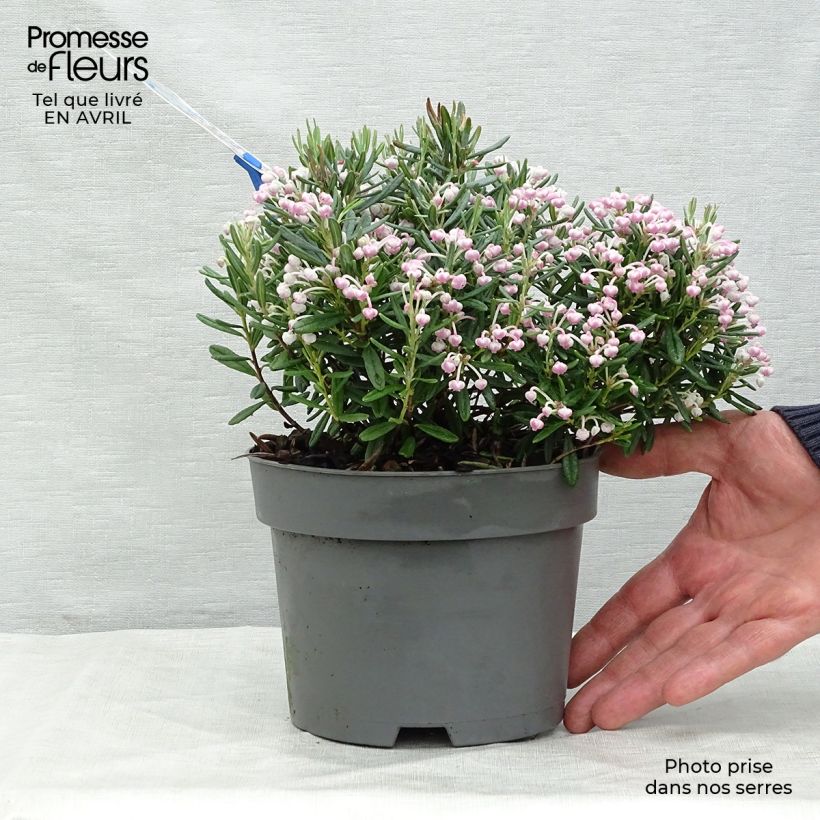 Exemplar von Andromeda polifolia Blue Ice - Sumpfrosmarin Topf mit 2L/3L wie im Frühjahr geliefert