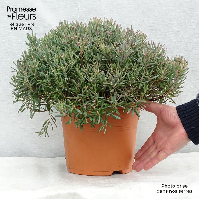 Exemplar von Andromeda polifolia Blue Ice - Sumpfrosmarin Topf mit 4L/5L wie im Winter geliefert