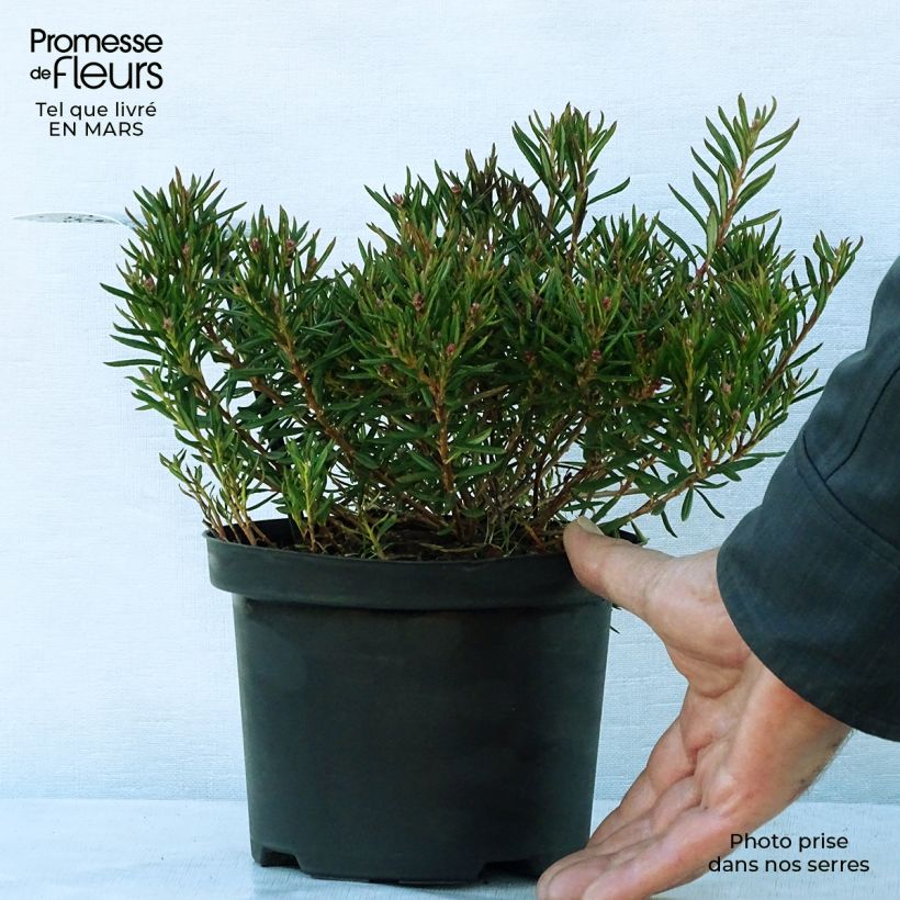 Exemplar von Andromeda polifolia Nikko - Sumpfrosmarin Topf mit 2L/3L wie im Frühjahr geliefert