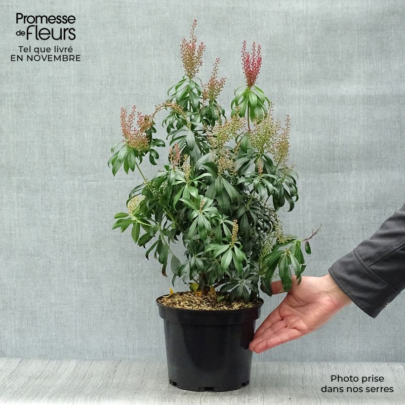 Exemplar von Schattenglöckchen Bonfire - Pieris japonica Topf mit 3L/4L wie im Herbst geliefert