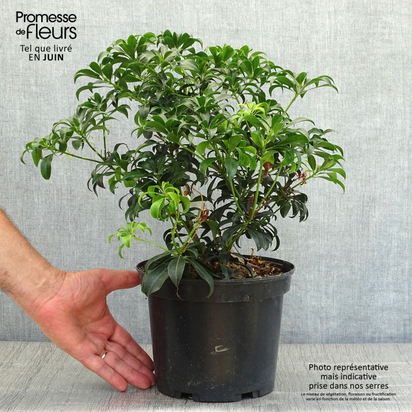 Exemplar von Schattenglöckchen Bonfire - Pieris japonica Topf mit 3L/4L wie im Sommer geliefert