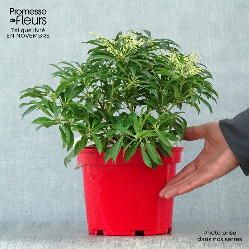Exemplar von Schattenglöckchen Forest Flame - Pieris japonica Topf mit 2L/3L wie im Herbst geliefert