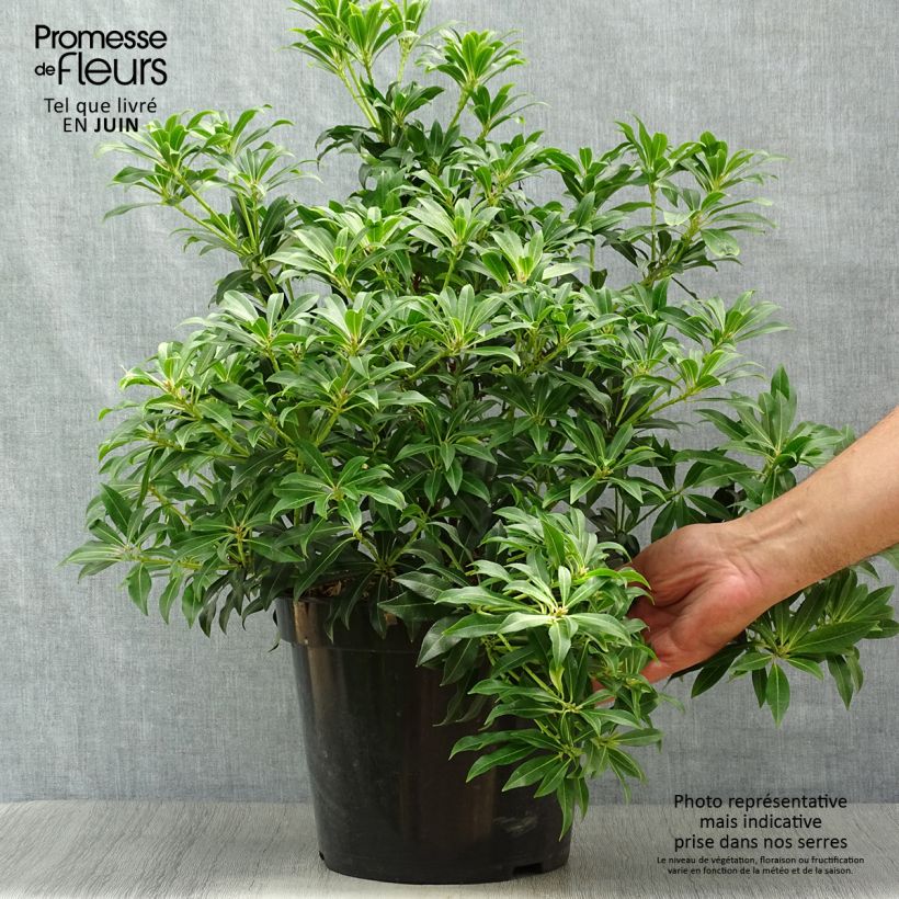 Exemplar von Schattenglöckchen Forest Flame - Pieris japonica Topf mit 7,5L/10L wie im Sommer geliefert