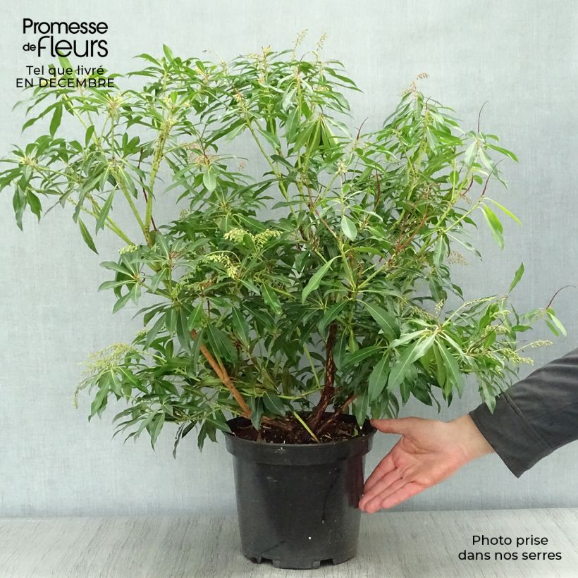 Exemplar von Schattenglöckchen Forest Flame - Pieris japonica Topf mit 7,5L/10L wie im Winter geliefert