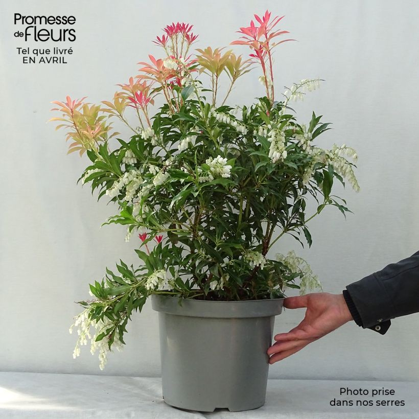 Exemplar von Schattenglöckchen Forest Flame - Pieris japonica Topf mit 7,5L/10L wie im Frühjahr geliefert