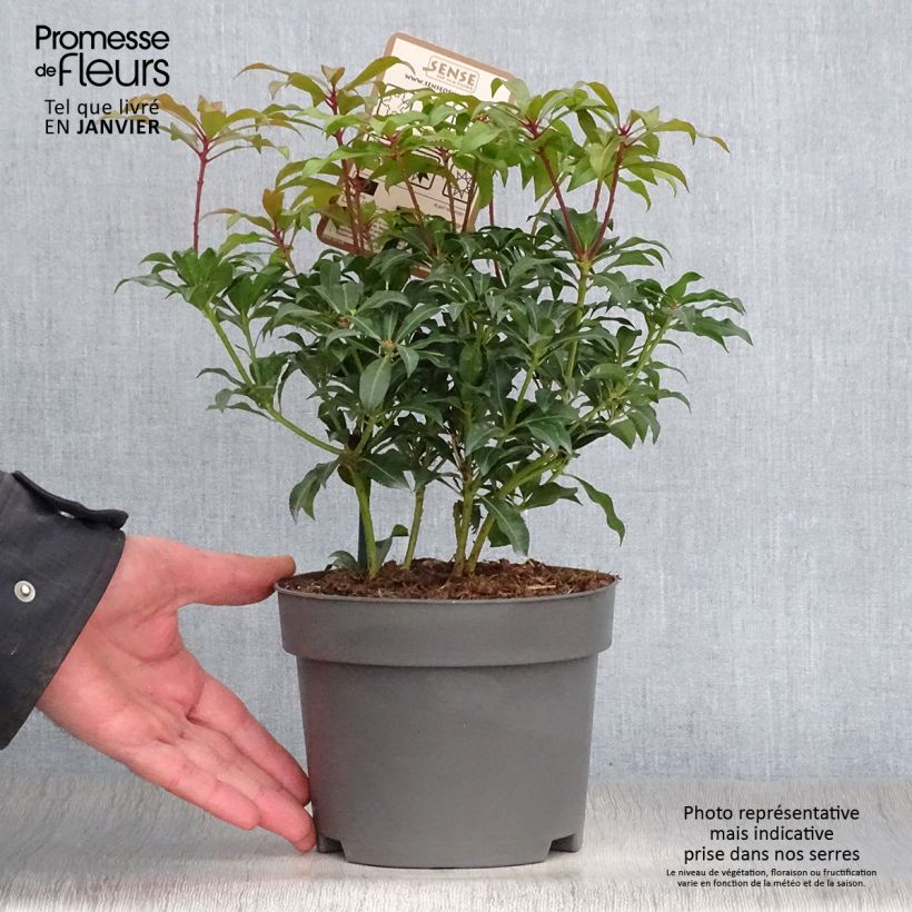 Exemplar von Schattenglöckchen Mountain Fire - Pieris japonica Topf mit 2L/3L wie im Winter geliefert
