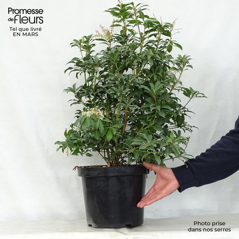 Exemplar von Schattenglöckchen Mountain Fire - Pieris japonica Topf mit 2L/3L wie im Frühjahr geliefert